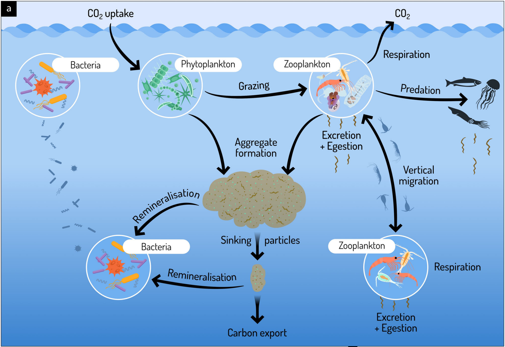 The role of zooplankton within the biological carbon pump